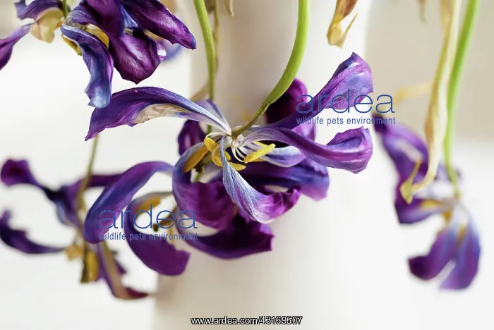 : Tulip, Tulipa, Close up of a dried dead flower : Tulip, Tulipa, Close up of a dried dead flower