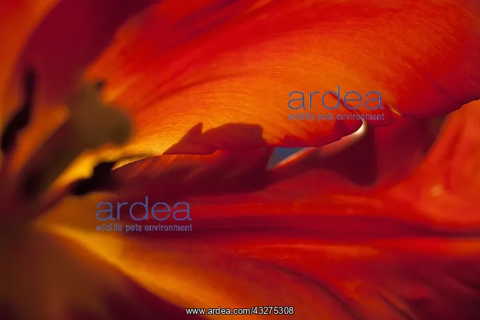 : Tulip, Tulipa, Close up studio shot of red coloured : Tulip, Tulipa, Close up studio shot of red coloured