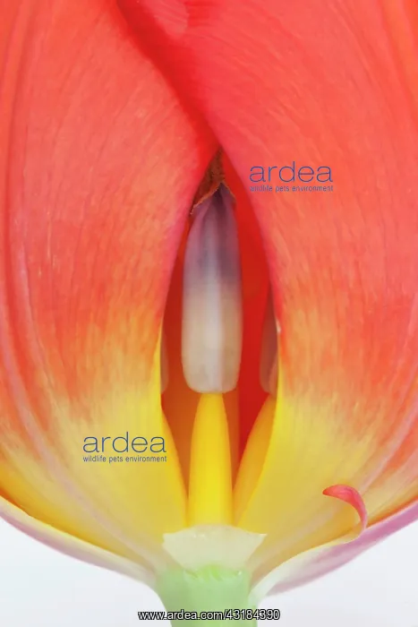 : Tulip, Tulipa, Close view of an orange coloured : Tulip, Tulipa, Close view of an orange coloured