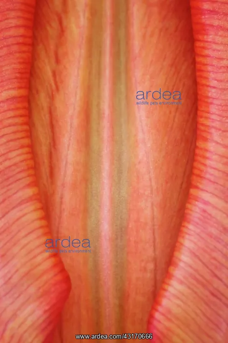 : Tulip, Tulipa, Very close view of single closed : Tulip, Tulipa, Very close view of single closed