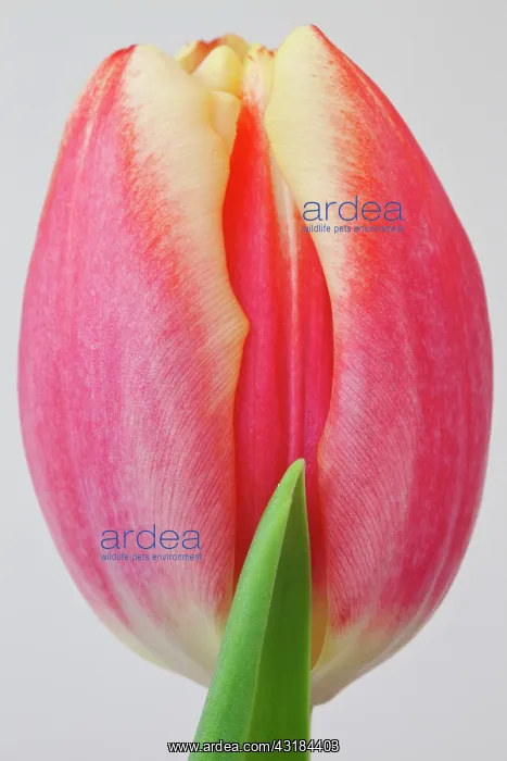 : Tulip, Tulipa, Close view of single peach coloured : Tulip, Tulipa, Close view of single peach coloured