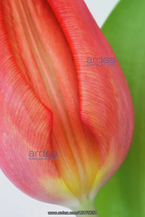 : Tulip, Tulipa, Close view of single red coloured : Tulip, Tulipa, Close view of single red coloured