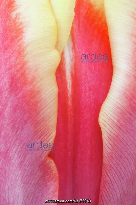 : Tulip, Tulipa, Very close view of yellow edged red : Tulip, Tulipa, Very close view of yellow edged red