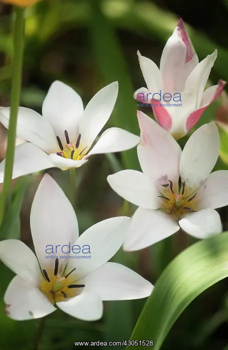 : Tulip, Tulipa clusiana Lady Jane : Tulip, Tulipa clusiana Lady Jane