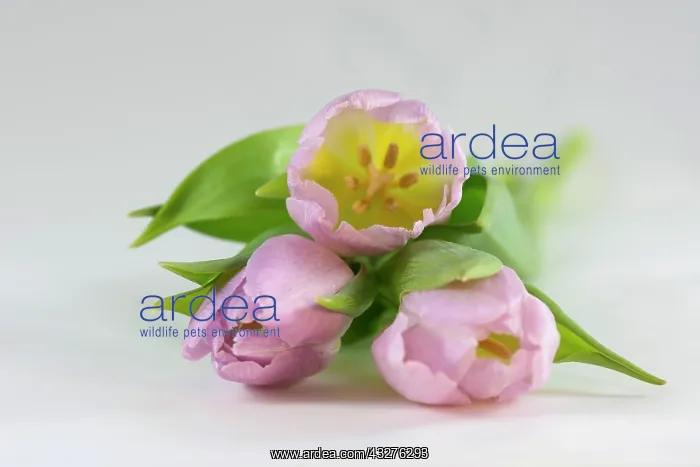 : Tulip, Tulipa cultivar, Pink subject : Tulip, Tulipa cultivar, Pink subject