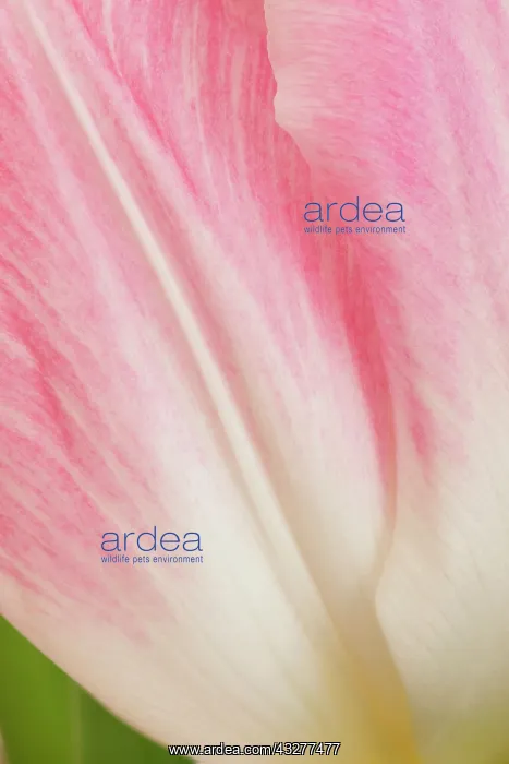 : Tulip, Tulipa cultivar, Pink subject : Tulip, Tulipa cultivar, Pink subject