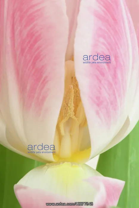 : Tulip, Tulipa cultivar, Pink subject : Tulip, Tulipa cultivar, Pink subject