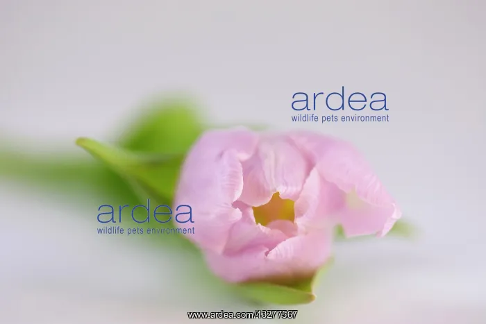 : Tulip, Tulipa cultivar, Pink subject : Tulip, Tulipa cultivar, Pink subject