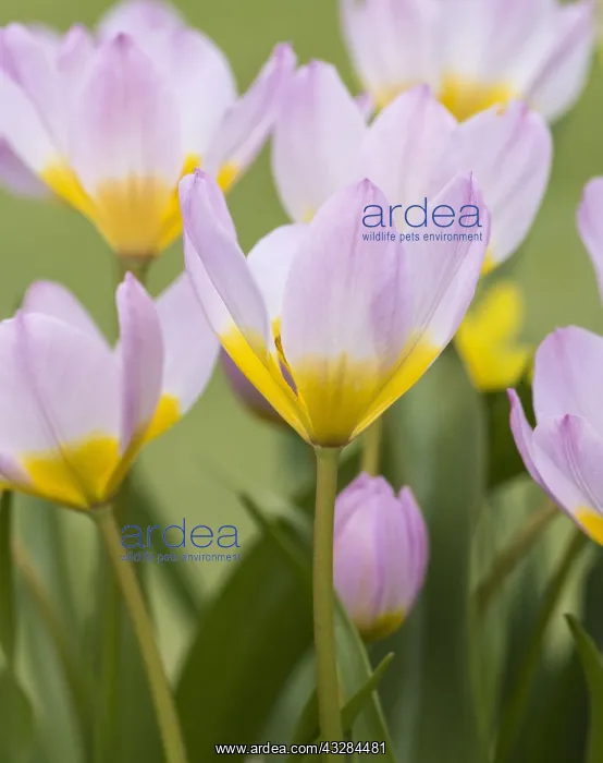 : Tulip, Tulipa cultivar, Pink subject : Tulip, Tulipa cultivar, Pink subject