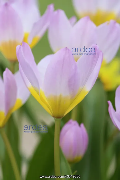 : Tulip, Tulipa cultivar, Pink subject : Tulip, Tulipa cultivar, Pink subject