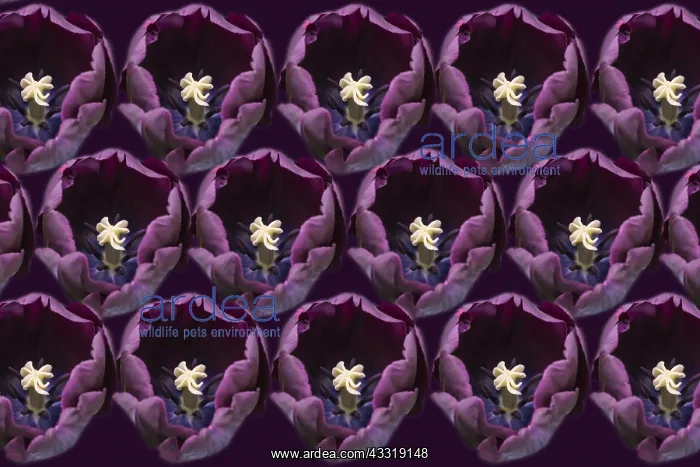 : Tulip, Tulipa cultivar, Purple subject : Tulip, Tulipa cultivar, Purple subject