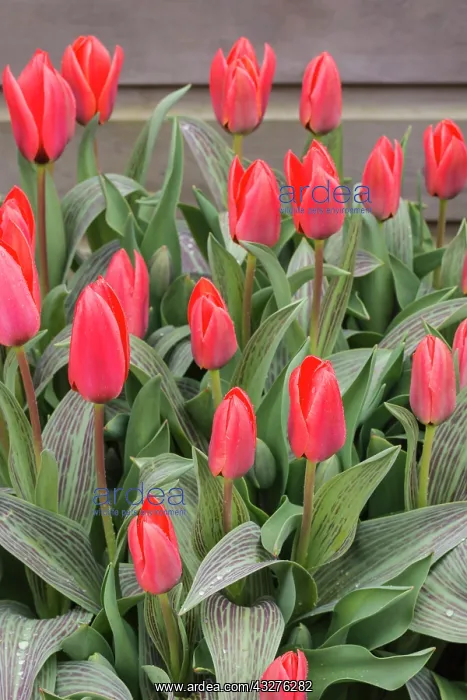 : Tulip, Tulipa cultivar, Red subject : Tulip, Tulipa cultivar, Red subject