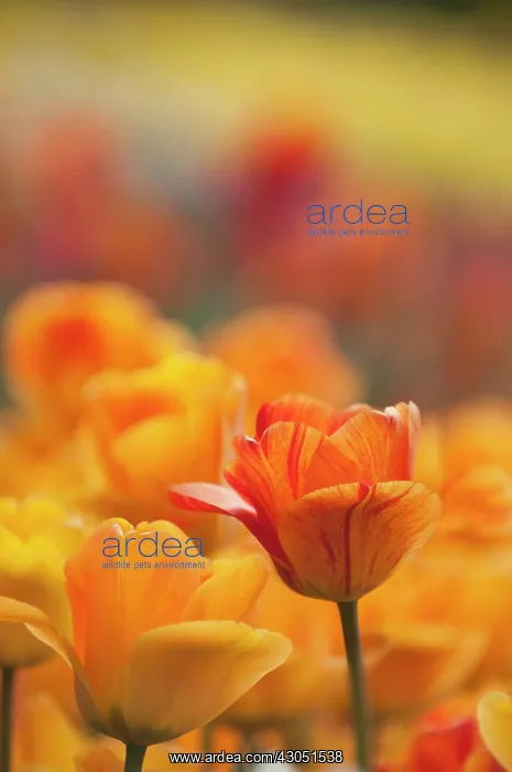 : Tulip, Tulipa Daydream : Tulip, Tulipa Daydream