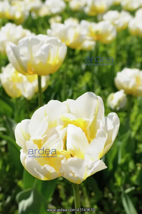 : Tulip, Tulipa Flaming Evita, Yellow coloured flowers growi : Tulip, Tulipa Flaming Evita, Yellow coloured flowers growi