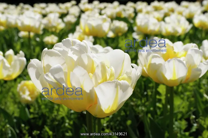 : Tulip, Tulipa Flaming Evita, Yellow coloured flowers growi : Tulip, Tulipa Flaming Evita, Yellow coloured flowers growi