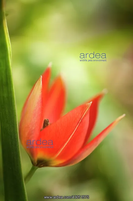 : Tulip, Tulipa Humilis Var. Pulchella Little Princess : Tulip, Tulipa Humilis Var. Pulchella Little Princess