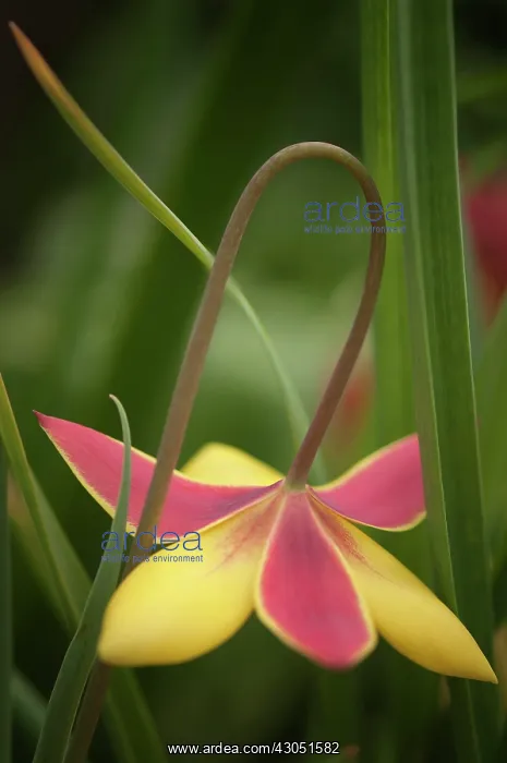 : Tulip, Tulipa kolpakowskiana