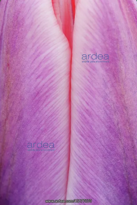 : Tulip, Tulipa Light and Dreamy, Close up detail : Tulip, Tulipa Light and Dreamy, Close up detail