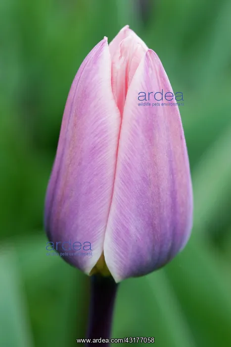 : Tulip, Tulipa Light and Dreamy, Closed flower : Tulip, Tulipa Light and Dreamy, Closed flower