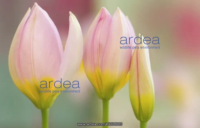 : Tulip, Tulipa Lilac wonder : Tulip, Tulipa Lilac wonder