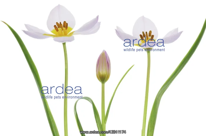 : Tulip, Tulipa Lilac wonder : Tulip, Tulipa Lilac wonder