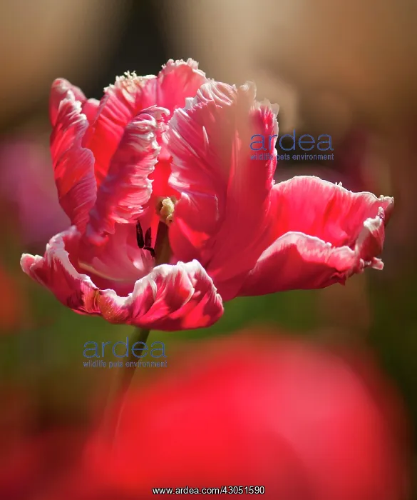 : Tulip, Tulipa Lucky Parrot, Parrot tulip : Tulip, Tulipa Lucky Parrot, Parrot tulip
