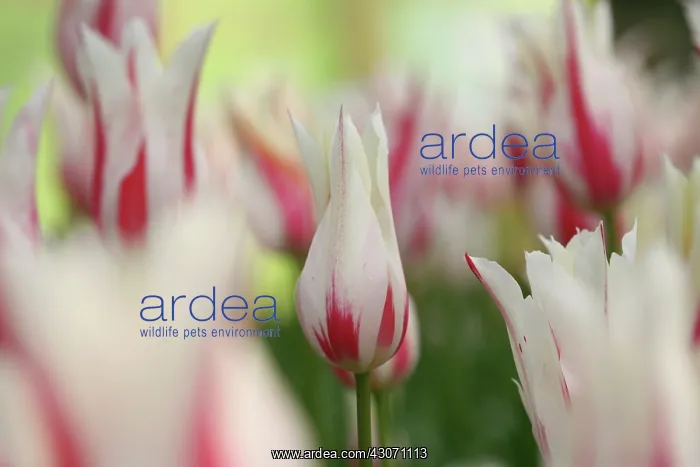 : Tulip, Tulipa Marilyn : Tulip, Tulipa Marilyn