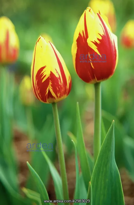: Tulip, Tulipa Mickey mouse : Tulip, Tulipa Mickey mouse