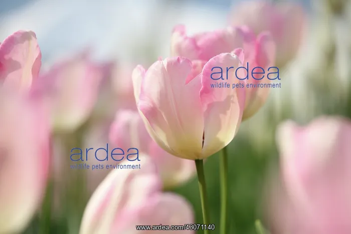 : Tulip, Tulipa New Design : Tulip, Tulipa New Design