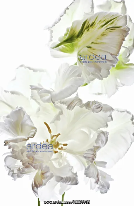 : Tulip, Tulipa, Parrot tulip : Tulip, Tulipa, Parrot tulip