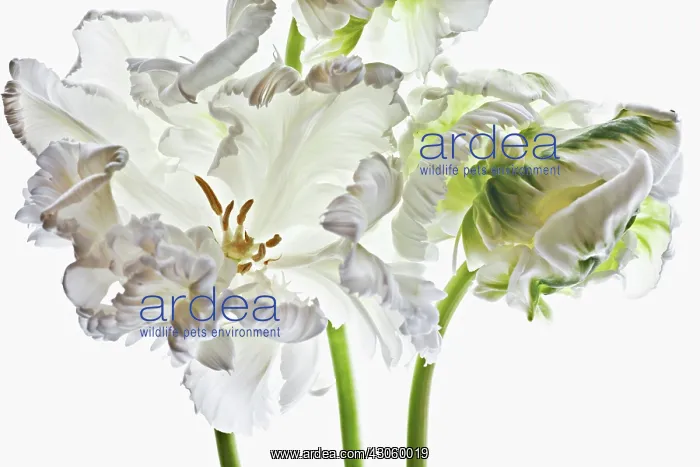 : Tulip, Tulipa, Parrot tulip : Tulip, Tulipa, Parrot tulip