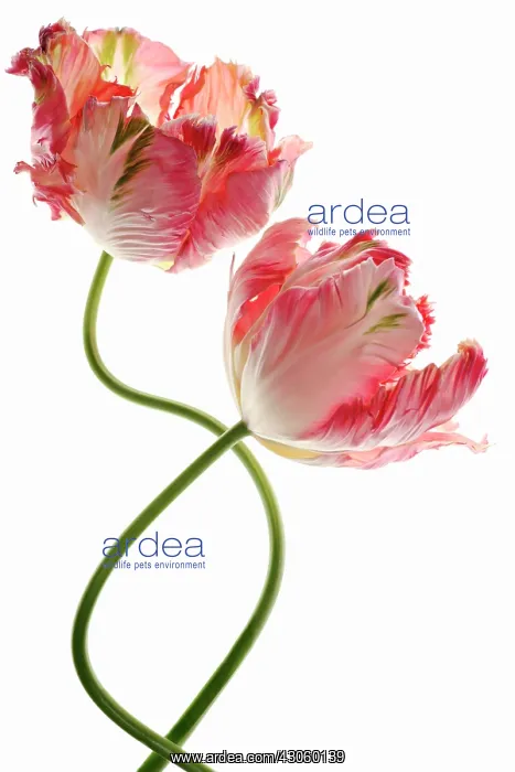 : Tulip, Tulipa, Parrot tulip : Tulip, Tulipa, Parrot tulip