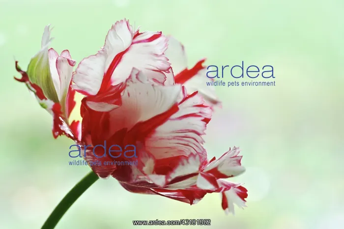 : Tulip, Tulipa, Parrot tulip, A fully open red flower : Tulip, Tulipa, Parrot tulip, A fully open red flower