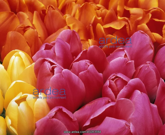 : Tulip, Tulipa, Pink subject : Tulip, Tulipa, Pink subject