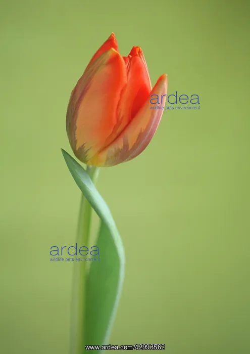 : Tulip, Tulipa Princess Irene : Tulip, Tulipa Princess Irene