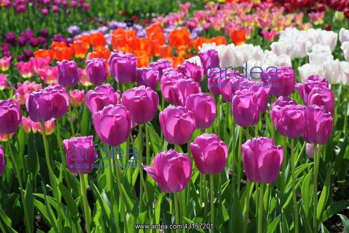 : Tulip, Tulipa Purple Pride, Group of mauve pink : Tulip, Tulipa Purple Pride, Group of mauve pink