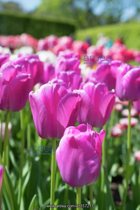 : Tulip, Tulipa Purple Pride, Side view of group : Tulip, Tulipa Purple Pride, Side view of group