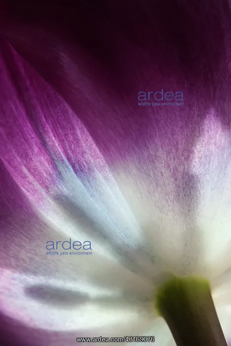 : Tulip, Tulipa Purple prince, Very close view of : Tulip, Tulipa Purple prince, Very close view of