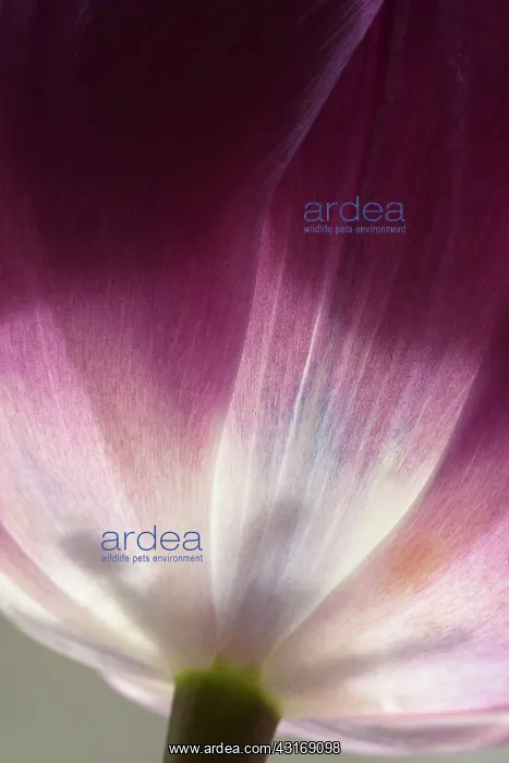 : Tulip, Tulipa Purple prince, Very close view of : Tulip, Tulipa Purple prince, Very close view of