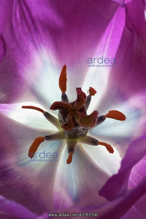 : Tulip, Tulipa Purple prince, Very close view of : Tulip, Tulipa Purple prince, Very close view of