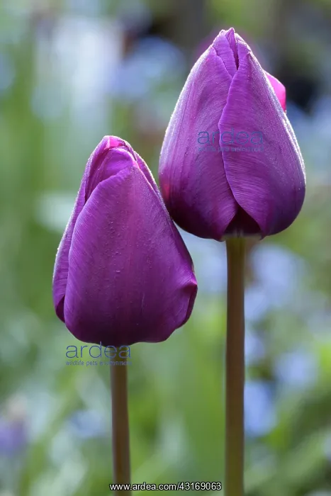 : Tulip, Tulipa Purple prince, Side view of two : Tulip, Tulipa Purple prince, Side view of two
