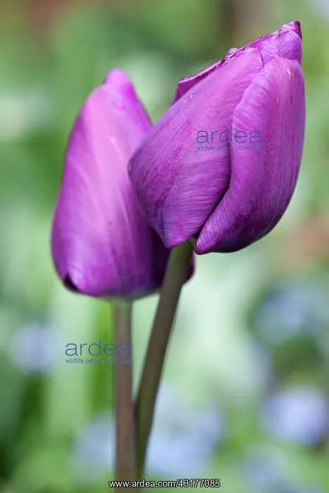 : Tulip, Tulipa Purple prince, Side view of two : Tulip, Tulipa Purple prince, Side view of two