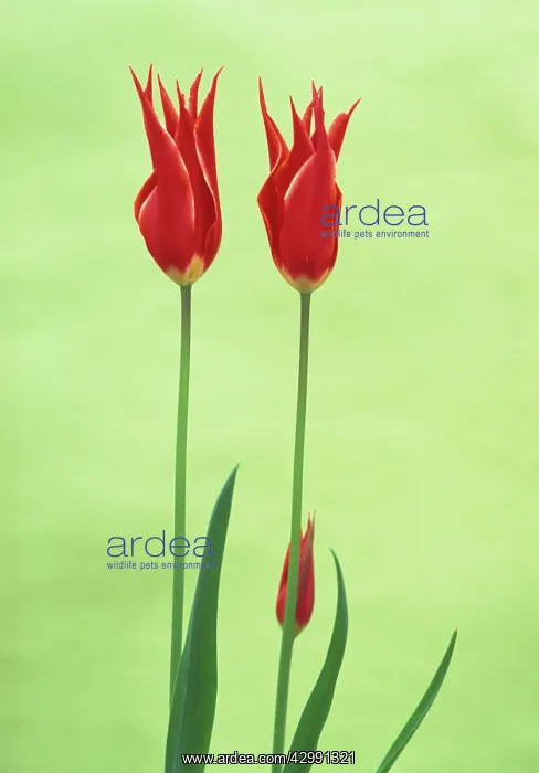 : Tulip, Tulipa Queen of Sheba : Tulip, Tulipa Queen of Sheba