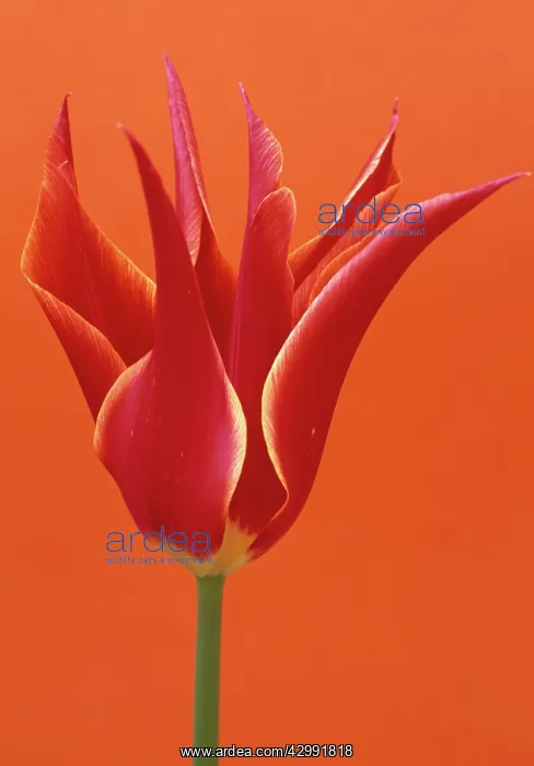 : Tulip, Tulipa Queen of Sheba : Tulip, Tulipa Queen of Sheba