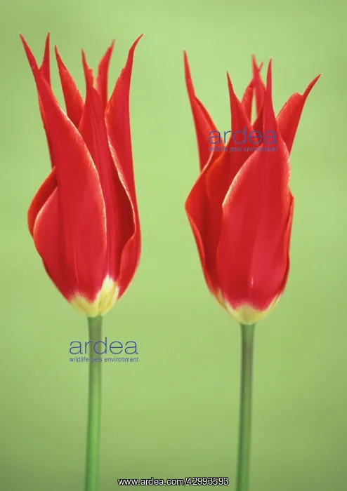 : Tulip, Tulipa Queen of Sheba : Tulip, Tulipa Queen of Sheba