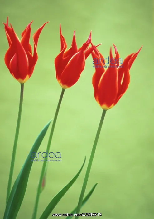 : Tulip, Tulipa Queen of Sheba : Tulip, Tulipa Queen of Sheba
