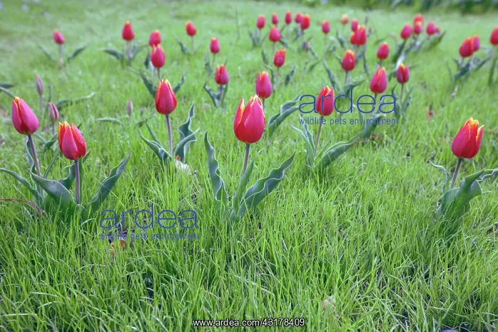 : Tulip, Tulipa schrenkii, Several crimson flowers : Tulip, Tulipa schrenkii, Several crimson flowers