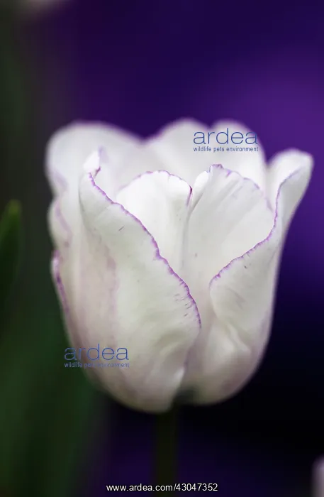 : Tulip, Tulipa Shirley : Tulip, Tulipa Shirley