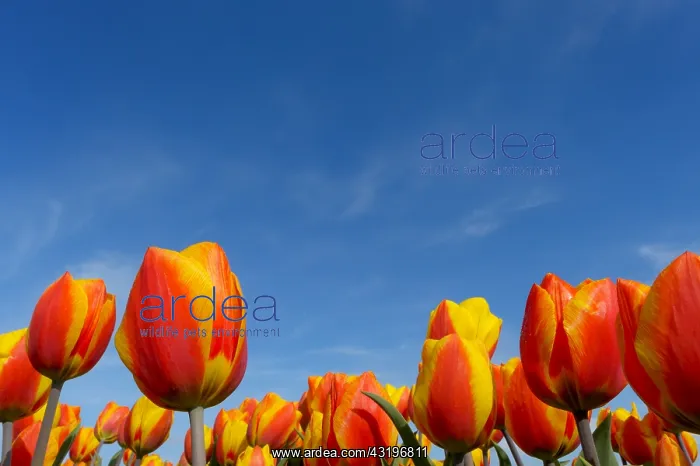 : Tulip (Tulipa sp) in field, The Netherlands, Noord-Holland : Tulip (Tulipa sp) in field, The Netherlands, Noord-Holland
