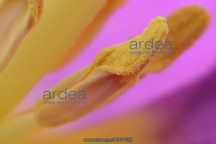  : Tulip (Tulipa sp) stamen, anther and pollen in detail, England, Lincolnshire